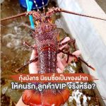 ขายกุ้งมังกร