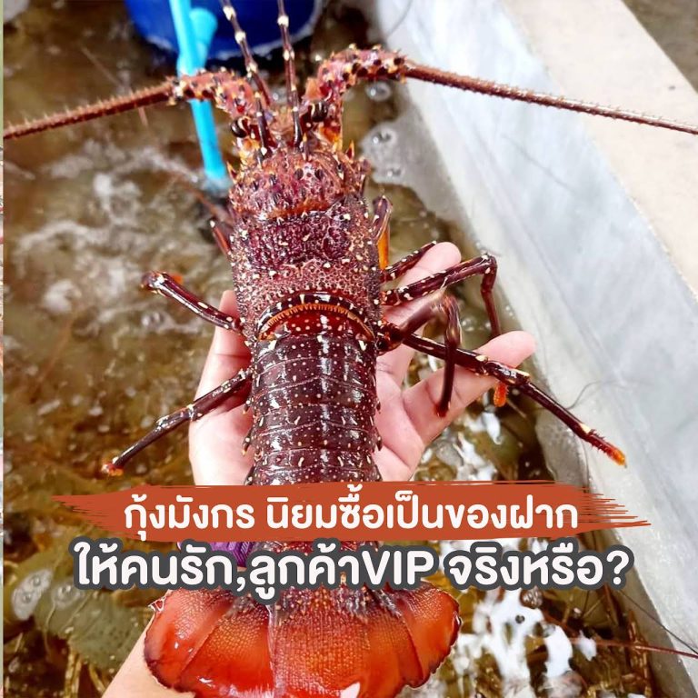 ขายกุ้งมังกร